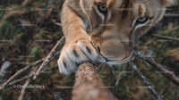 Majestic Lion Close-Up Climbing in the Wilderness