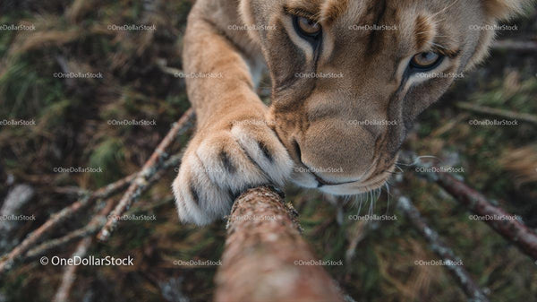 Majestic Lion Close-Up Climbing in the Wilderness