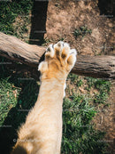 Tiger Paw Resting on Forest Floor