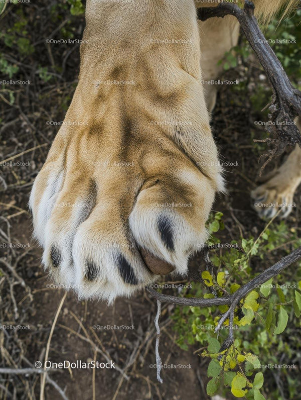 Close-Up of Lion's Paw in African Wilderness