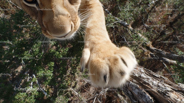 Close-Up of Lion Paw in Natural Habitat