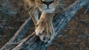Close-Up of Lion Paw on Tree Trunk in the Wilderness