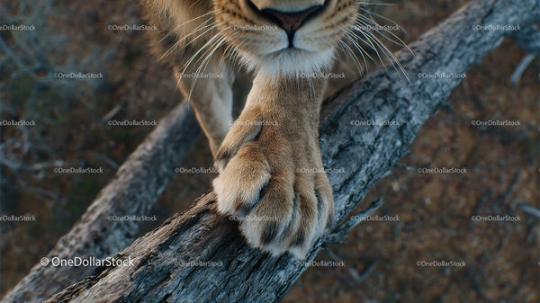 Close-Up of Lion Paw on Tree Trunk in the Wilderness