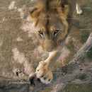 Majestic Lion Stepping Forward with Powerful Paw