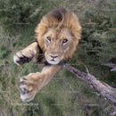 Majestic Lion Reaching Out in Grassland Habitat