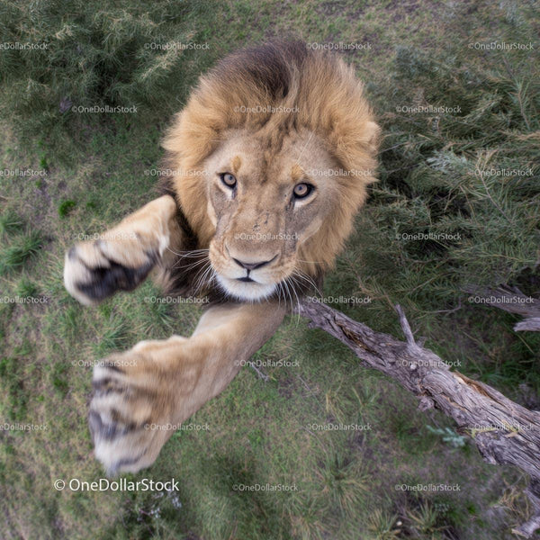 Majestic Lion Reaching Out in Grassland Habitat
