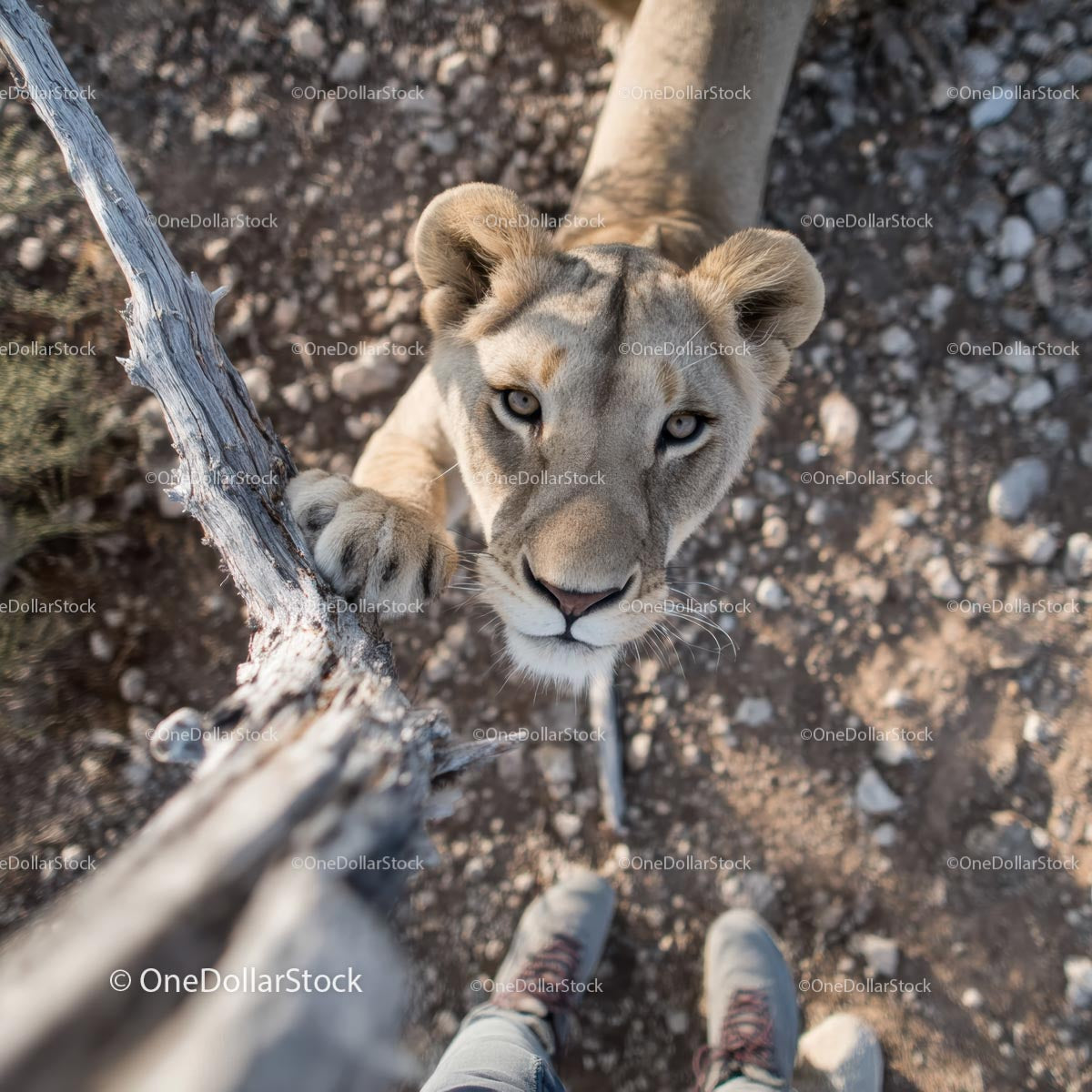 Curious Lioness Observing from Rocky Terrain