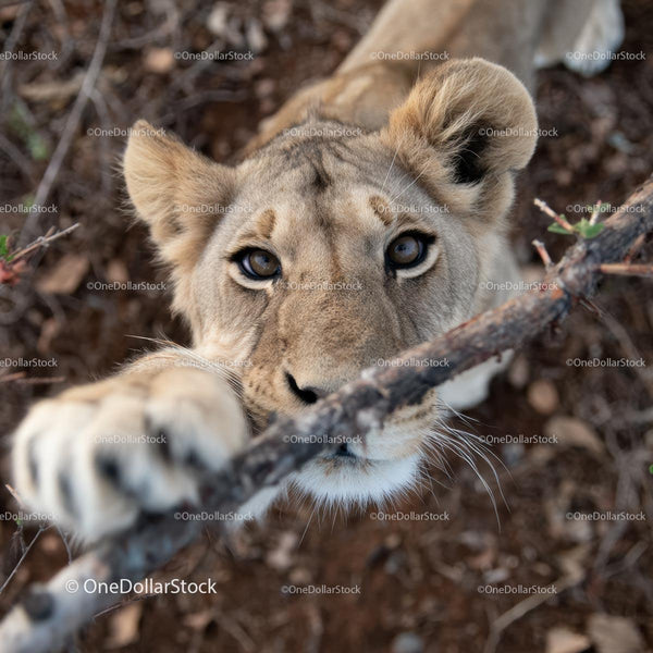 Curious Lioness Reaching for a Branch in the Wild