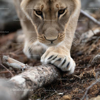 Majestic Lion Paws in a Forest Setting