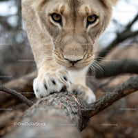Close-Up of a Majestic Lion in the Wilderness