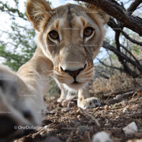 Curious Lion Cub Exploring the Savannah