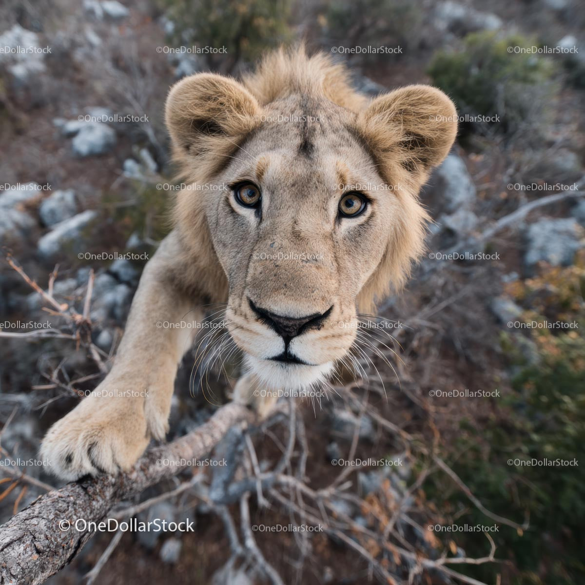 Curious Lion Gazing from a Tree Branch in Natural Habitat