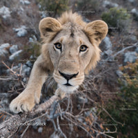 Curious Lion Gazing from a Tree Branch in Natural Habitat