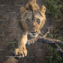Majestic Lion Balancing on a Tree Branch in the Wild