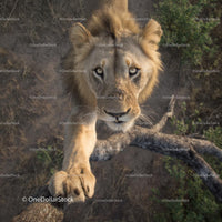 Majestic Lion Balancing on a Tree Branch in the Wild