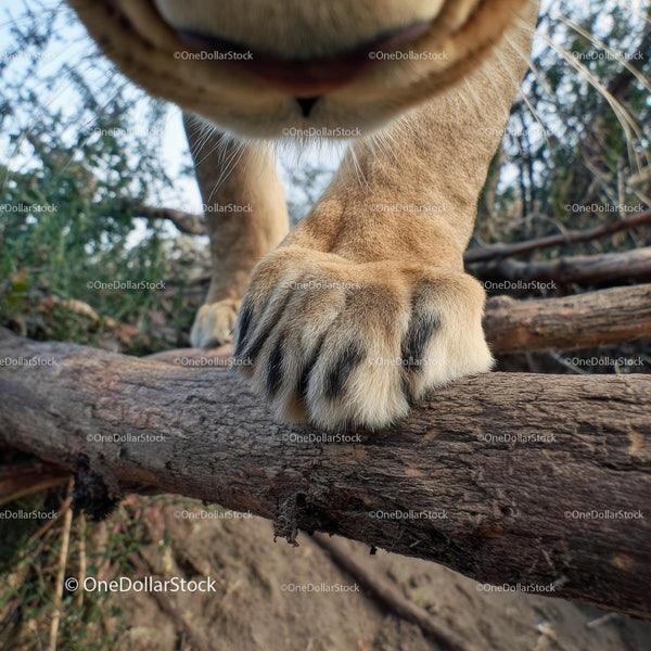 Close-Up of Lion's Paw in Natural Habitat