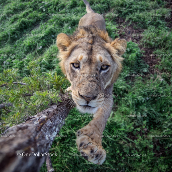 Majestic Lion in Lush Green African Landscape