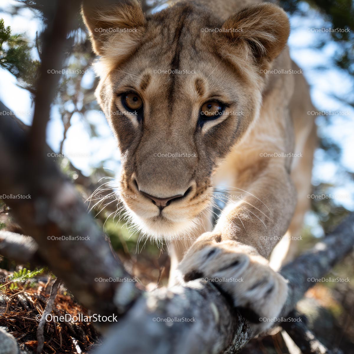 Curious Lion Cub Exploring a Tree Branch in the Sun
