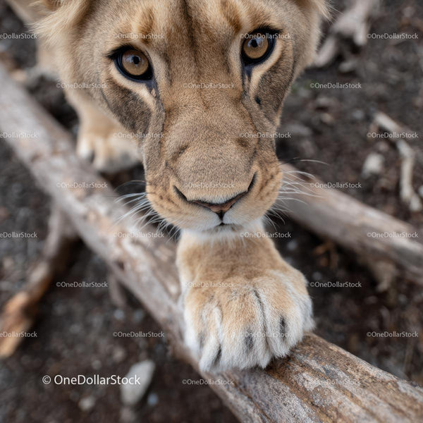 Close-Up Portrait of Curious Lion Cub Pawing