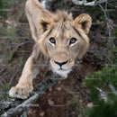 Majestic Lion in Natural Habitat Close-Up