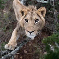 Majestic Lion in Natural Habitat Close-Up