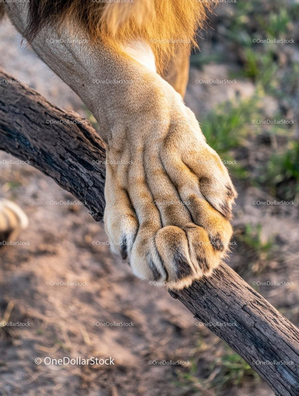 Close-up of Lion Paw on a Tree Branch