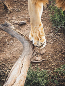 Lion Paw on Tree Branch in Wilderness