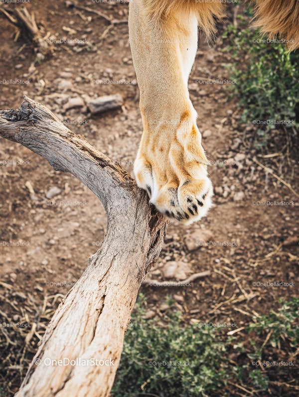 Lion Paw on Tree Branch in Wilderness