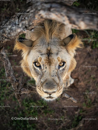 Majestic Lion Staring Intently in Its Natural Habitat