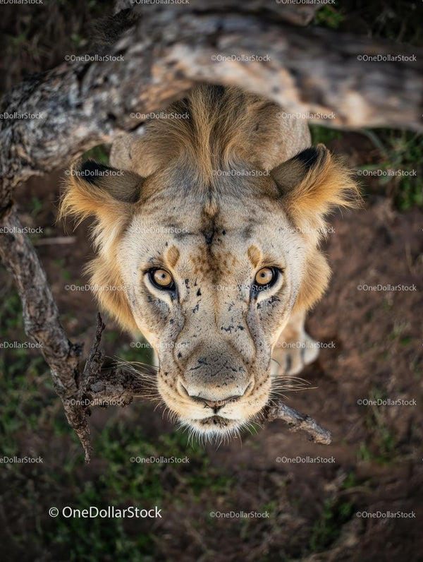 Majestic Lion Staring Intently in Its Natural Habitat