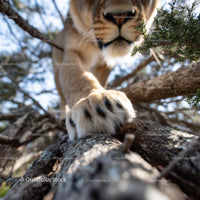 Close-Up of Lion's Paw Among Tree Branches in the Wild