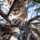 Powerful Lion Paw on Tree Branch