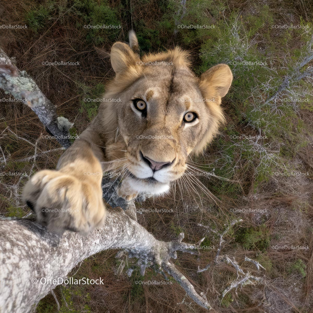 Curious Lion Climbing a Tree in the Wilderness