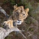 Curious Lion Climbing a Tree in the Wilderness