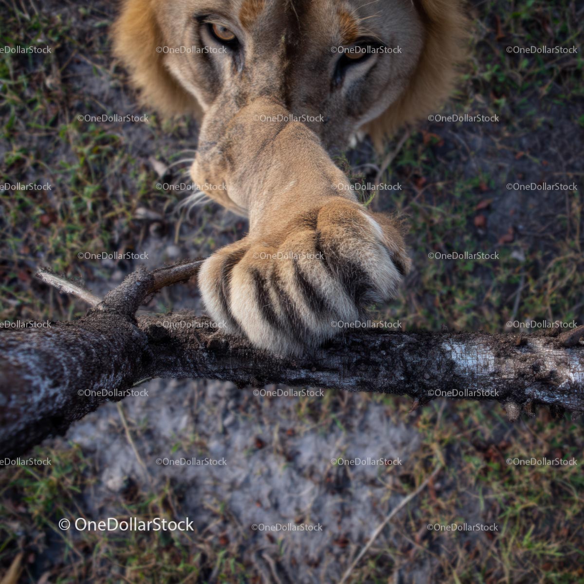 Lion's Paw Touching Tree Branch in Natural Habitat