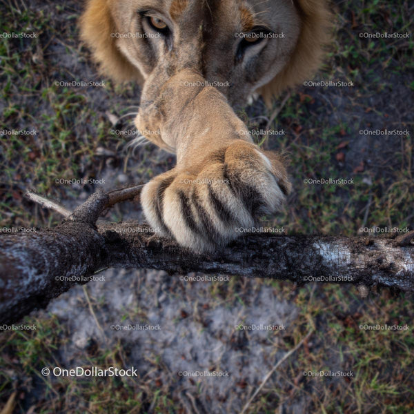 Lion's Paw Touching Tree Branch in Natural Habitat