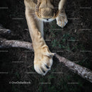 Close-Up of Lion's Paw on Savannah Grass