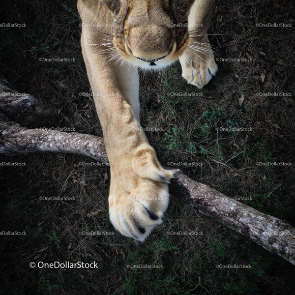 Close-Up of Lion's Paw on Savannah Grass