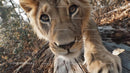 Curious Lion Cub in Natural Habitat Close-Up