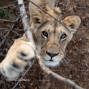 Curious Lion Cub Reaching Out in Natural Habitat