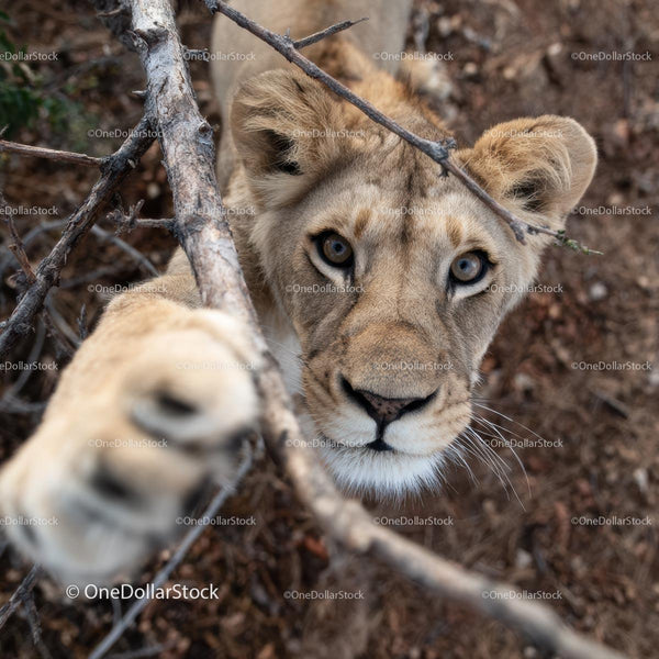 Curious Lion Cub Reaching Out in Natural Habitat