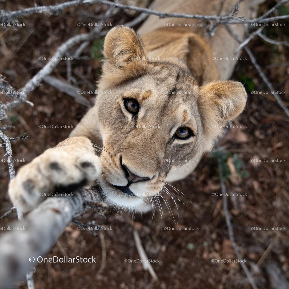 Curious Lion Pawing Through Branches in African Wilderness