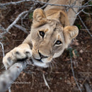 Curious Lion Pawing Through Branches in African Wilderness