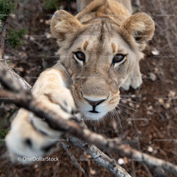 Curious Lion Cub Reaching Out in African Wilderness