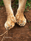 Close-Up of Lion Paws on Earthy Ground