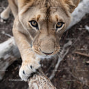 Close-Up of a Majestic Lioness in the Wilderness