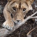 Close-Up Portrait of a Curious Lion in Natural Habitat