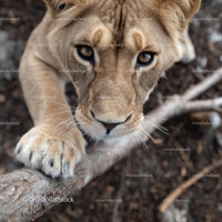 Close-Up Portrait of a Curious Lion in Natural Habitat