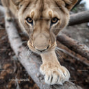 Closeup of a Majestic Lion in the Wild