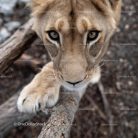 Close-Up of Curious Lioness in Natural Habitat